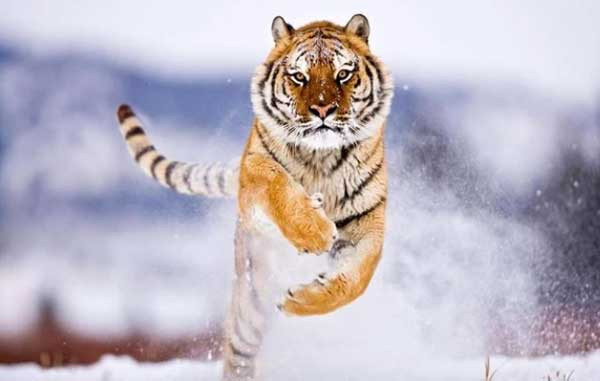 Tình yêu đích thực đang chờ đợi bạn ở một góc đường nào đó và nửa cuối năm nay bạn sẽ "đụng đầu" đối tượng trên chặng đường đua của mình. Con giáp tuổi Dần rất thẳng thắn, kiêu ngạo nhưng lại rất hiền lành.