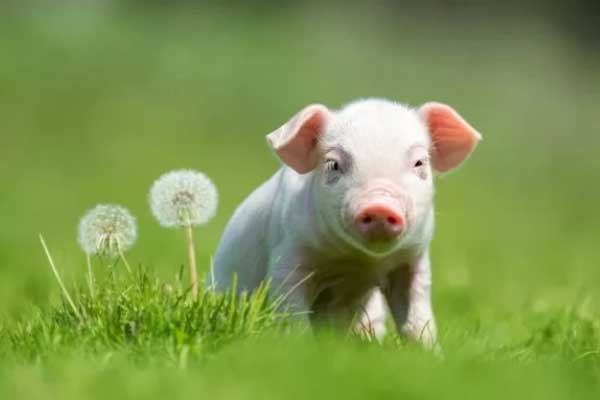 Họ chọn những người đem đến tình yêu, sự quan tâm và ổn định về mặt tài chính. Nhiều người có thể cho rằng tuổi Hợi thực dụng, nhưng chính họ cũng cho đi rất nhiều. Người tuổi Hợi coi trọng gia đình, yêu thương sâu sắc, chung thủy và có sự cam kết mạnh mẽ trong hôn nhân trọn đời.