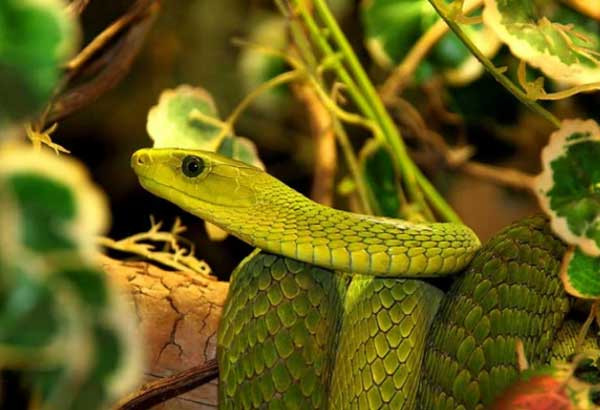 Đây là thời điểm bạn tràn trề hạnh phúc và say đắm trong tình yêu cũng như sự bao bọc, quan tâm của bạn bè, gia đình. Bạn có thể gặp gỡ được định mệnh thông qua sự giới thiệu của người quen, hoặc qua các cuộc hẹn hò, mai mối. Người bạn gặp gỡ trong nửa cuối năm Giáp Thìn có thể chính là vợ, chồng tương lai đó.