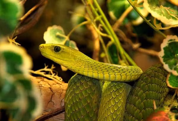 Đây là thời điểm bạn tràn trề hạnh phúc và say đắm trong tình yêu cũng như sự bao bọc, quan tâm của bạn bè, gia đình. Bạn có thể gặp gỡ được định mệnh thông qua sự giới thiệu của người quen, hoặc qua các cuộc hẹn hò, mai mối. Người bạn gặp gỡ trong nửa cuối năm Giáp Thìn có thể chính là vợ, chồng tương lai đó.