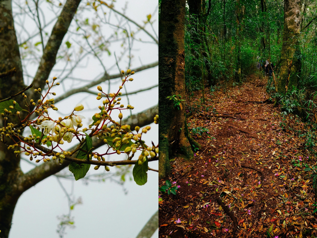 Me man tham thuc vat tren duong trekking dinh Lung Cung-Hinh-8