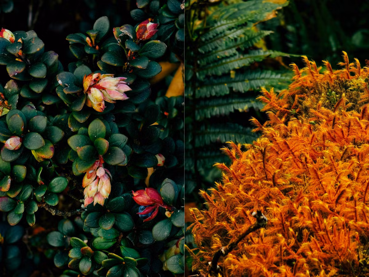 Me man tham thuc vat tren duong trekking dinh Lung Cung-Hinh-5