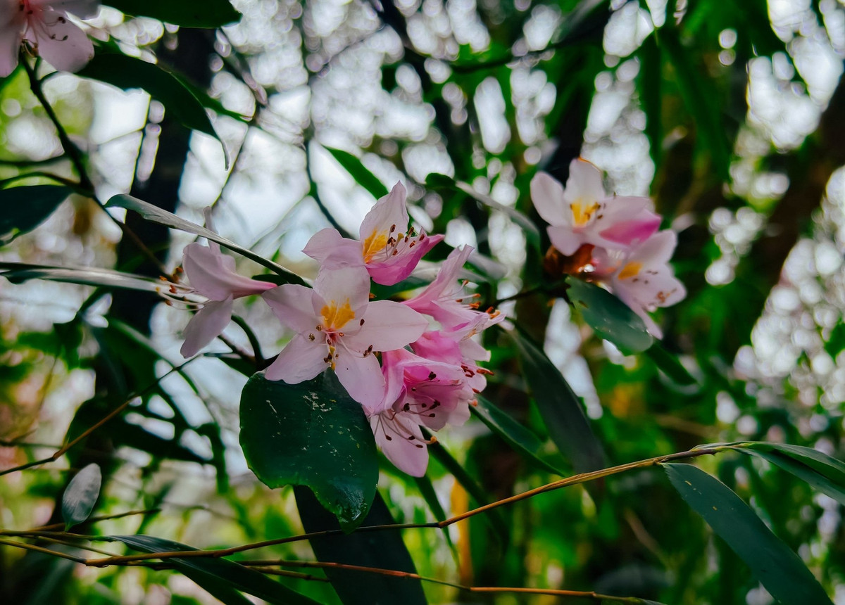 Me man tham thuc vat tren duong trekking dinh Lung Cung-Hinh-7