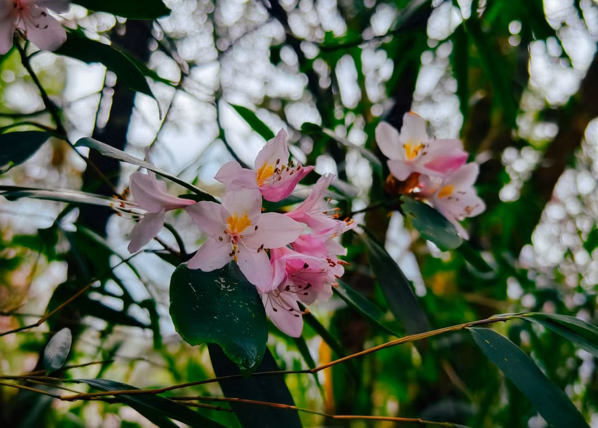 Me man tham thuc vat tren duong trekking dinh Lung Cung-Hinh-7