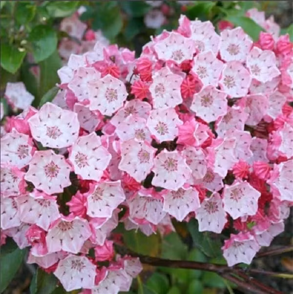 Loai hoa dep kieu sa nhung chua chat doc gay chet nguoi