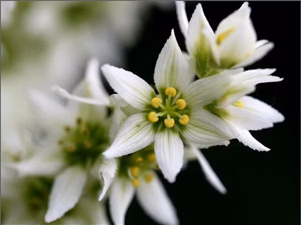 Loai hoa dep kieu sa nhung chua chat doc gay chet nguoi-Hinh-3