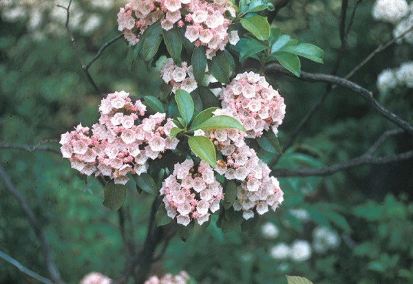 Loai hoa dep kieu sa nhung chua chat doc gay chet nguoi-Hinh-2