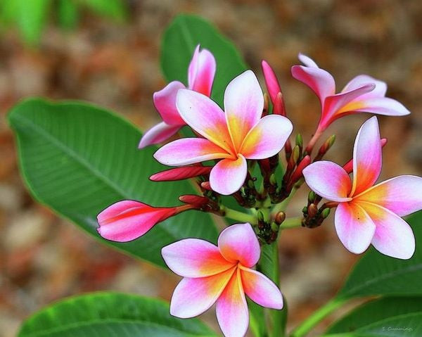 Trong khi đó, cây hoa sứ đỏ đại diện cho niềm vui, may mắn. Trồng hoa sứ đỏ giúp gia chủ có cuộc sống thuận lợi, luôn vui vẻ, hạnh phúc. Phong thủy cho rằng cây hoa sứ càng nở nhiều hoa thì gia đình càng may mắn, sớm phát tài phát lộc, cuộc sống ngày càng sung túc, hưng thịnh. 