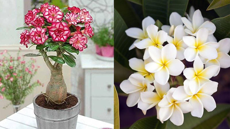  Cây hoa sứ không chỉ được trồng để làm cảnh, lấy bóng mát mà cũng có ý nghĩa nhất định trong phong thủy. Tùy vào màu sắc của hoa mà cây sẽ có ý nghĩa khác biệt.