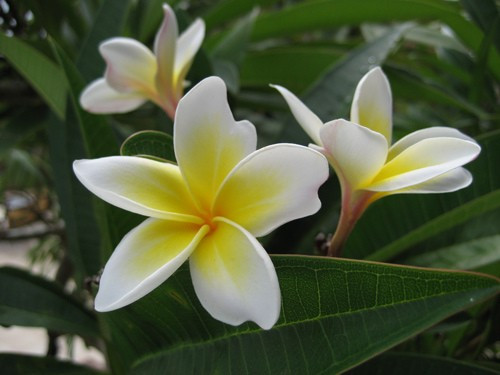 Gia chủ còn có thể trồng cây hoa sứ kết hợp với hòn non bộ, các loại tiểu cảnh, cây cảnh khác để tạo điểm nhấn, giúp căn nhà thêm sinh sộng, có sức sống. * Thông tin mang tính chất tham khảo, chiêm nghiệm.