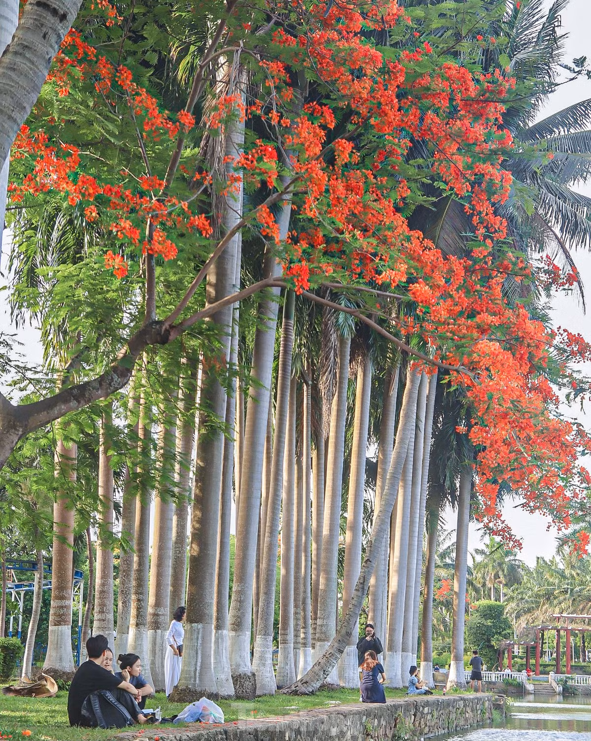 Một mùa hè nữa lại về, các tuyến đường, công viên, trường học tại thành phố Đà Nẵng rực rỡ bởi màu đỏ của hoa phượng nở rợp trời. Hòa với tiếng ve râm ran trên các tán lá, nhiều người đắm chìm trong khung cảnh thơ mộng những ngày đầu hè.
