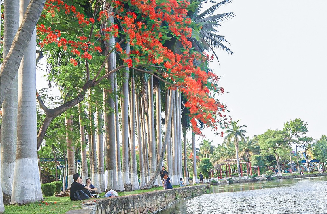 Ngoài tạo cảnh quan, vẻ đẹp cho phố phường, phượng vĩ còn đem đến bóng râm mát cho nhiều người trong mùa hè nóng bức.