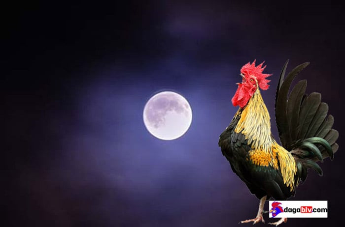 Tiếng gà gáy lúc nửa đêm có thể là điềm báo vì có kẻ trộm hoặc thú rừng xâm nhập vào nhà khiến gà bị quấy rầy. Trong tình huống này, mọi người cảm thấy lo lắng cho sự an toàn của ngôi nhà của họ. Hơn nữa, tiếng gà gáy lúc nửa đêm cũng có thể được coi là điềm báo trước một trận động đất.