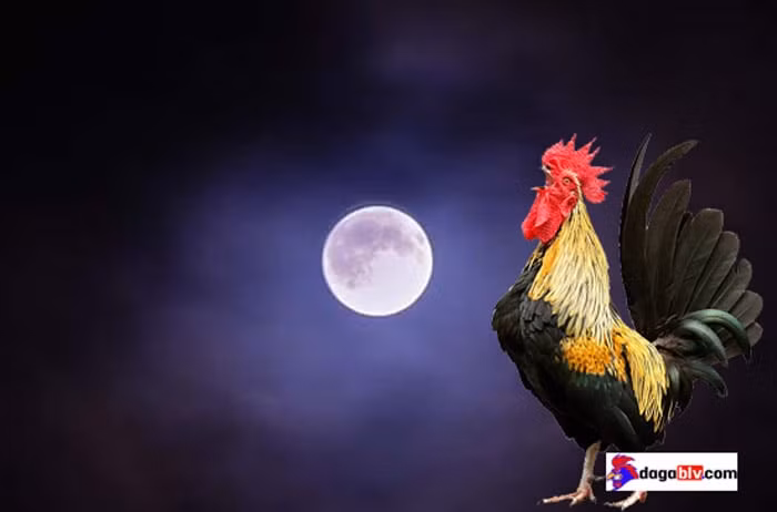 Tiếng gà gáy lúc nửa đêm có thể là điềm báo vì có kẻ trộm hoặc thú rừng xâm nhập vào nhà khiến gà bị quấy rầy. Trong tình huống này, mọi người cảm thấy lo lắng cho sự an toàn của ngôi nhà của họ. Hơn nữa, tiếng gà gáy lúc nửa đêm cũng có thể được coi là điềm báo trước một trận động đất.