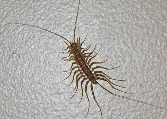 9. Rết nhà: Rết nhà được biết đến là có những cặp chân chứa nọc độc như forcipules. Vết cắn của chúng rất nguy hiểm đối với con người, gây đau đớn vô cùng và có thể dẫn đến sưng nặng.