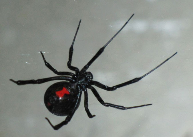 14. Nhện góa phụ đen (Black widow): Nhện góa phụ đen là một trong những con nhện độc nhất trên thế giới và có thể dễ nhận dạng nhờ hình đồng hồ cát màu đỏ trên bụng của chúng. Các vết cắn của chúng có thể gây tử vong trẻ nhỏ, người có bệnh tim hoặc người có vấn đề về sức khỏe và người cao tuổi.
