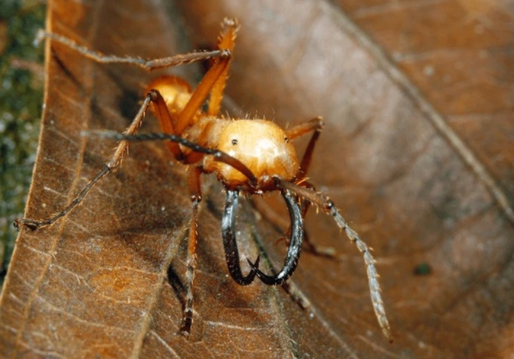 Kiến quân đội có thể tấn công mọi loài vật mà chúng gặp trên đường đi. Trên thực tế, chúng còn có thể ăn đến 500.000 con mồi mỗi ngày.