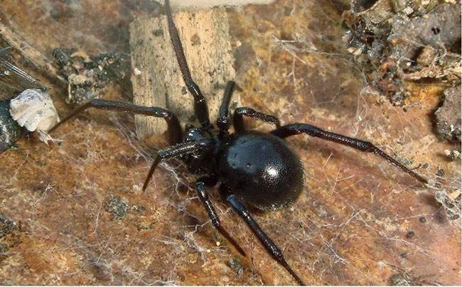 7. Nhện độc Katipo: Nhện độc Katipo có nguồn gốc từ New Zealand, có liên quan đến nhện góa phụ đen và nhện lưng đỏ. Một vết cắn từ Katipo tạo ra một hội chứng độc hại được biết đến như latrodectism.