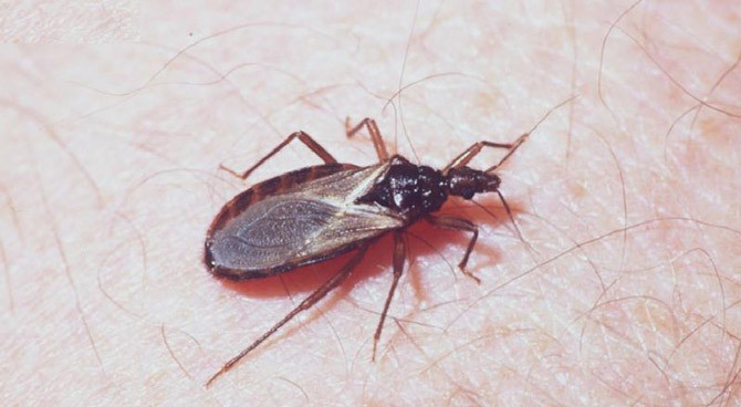 5. Bọ xít hút máu: Bọ xít hút máu là loài chuyên hút máu người như ve và muỗi, có thể gây ra mẩn đỏ, kích ứng da. Chúng là tác nhân gây ra bệnh buồn ngủ (Chagas) và chúng ta cần phải đến trung tâm y tế ngay khi bị đốt.