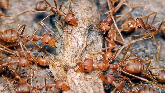 Đây là loài kiến nằm trong số những động vật đáng sợ nhất hành tinh với khả năng ăn thịt tập thể con mồi to lớn chỉ trong vòng vài phút hay còn biết đến với khả năng tàn sát kinh hoàng.