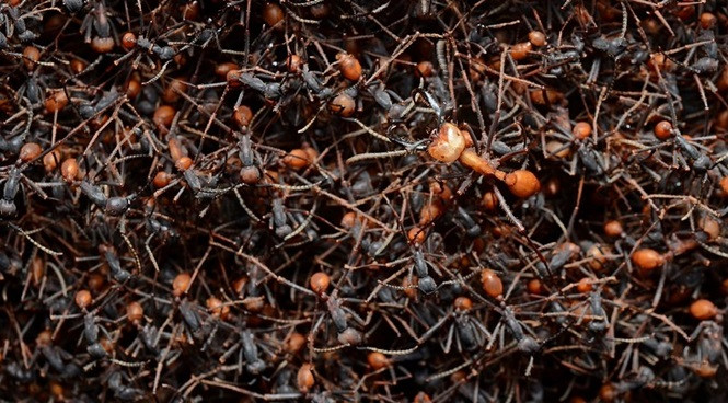 1. Kiến quân đội: Kiến quân đội là tên gọi chỉ chung cho hơn 200 loài kiến trên thế giới sinh sống theo bầy với số lượng rất lớn.