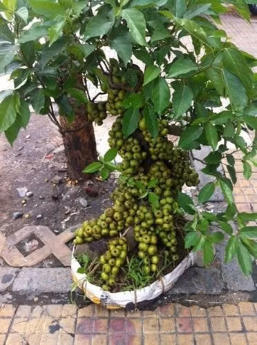  Đồng thời, linh khí ở cây sung sẽ giúp cho ngôi nhà của bạn luôn an toàn, không có gì xâm nhập được, cuộc sống luôn vui vẻ hài hòa, êm ấm.