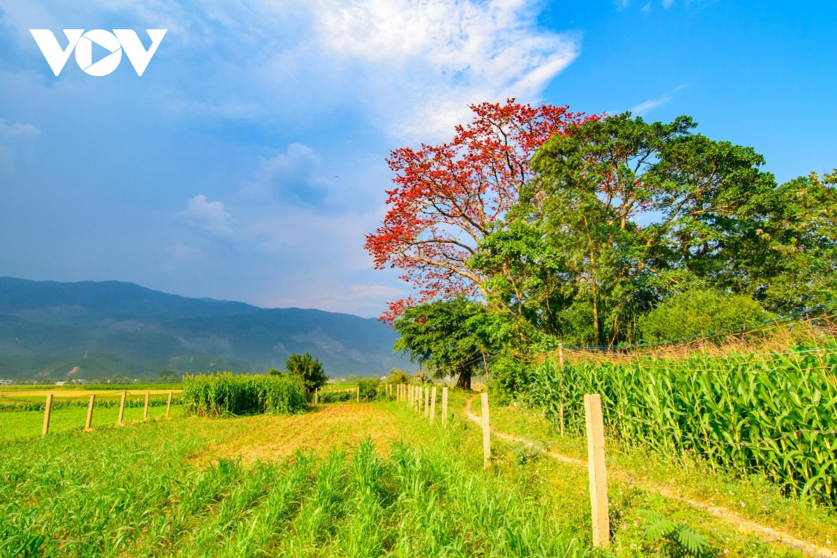 Giữa những đám cây ngô, lạc, nổi lên màu hoa gạo đẹp ngỡ ngàng.