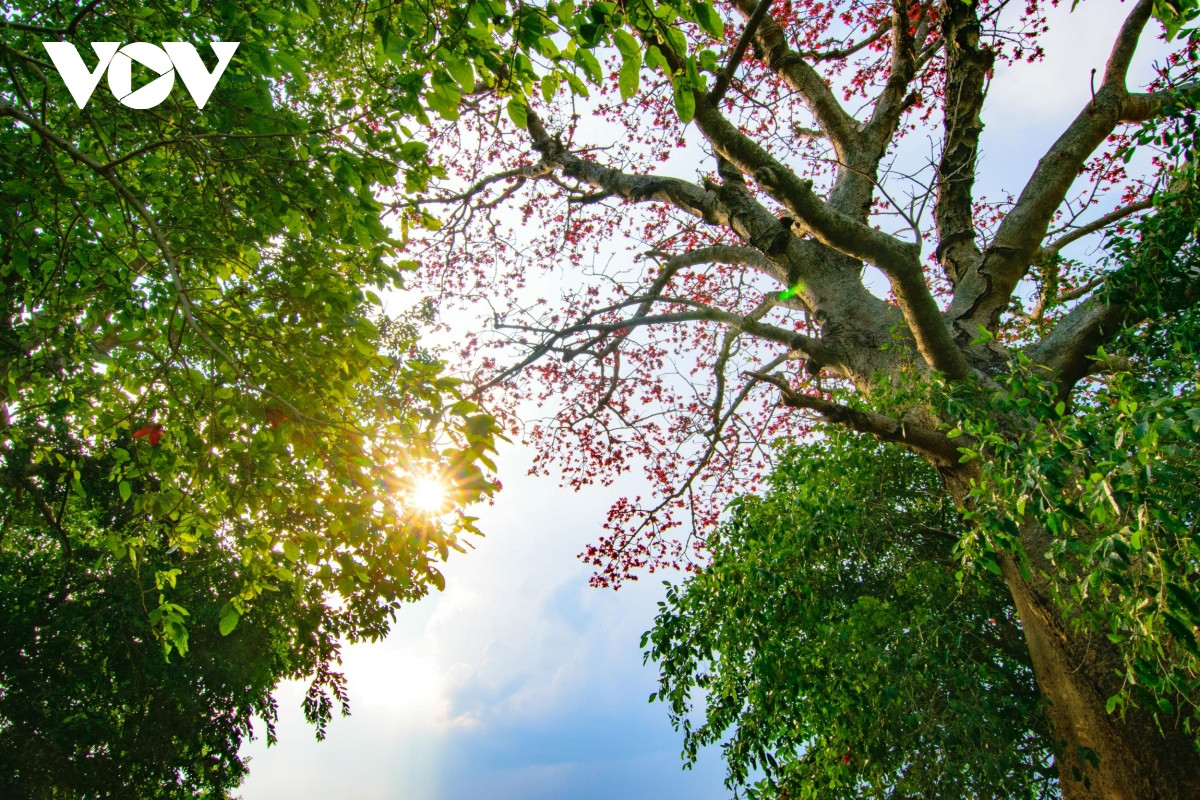 Những thế hệ ở đây, cho dù rời quê đi làm ăn xa nhưng hình ảnh cây hoa gạo nở đẹp vào tháng 3 luôn mang lại sự hoài niệm nhớ quê nhà trong mỗi con người.