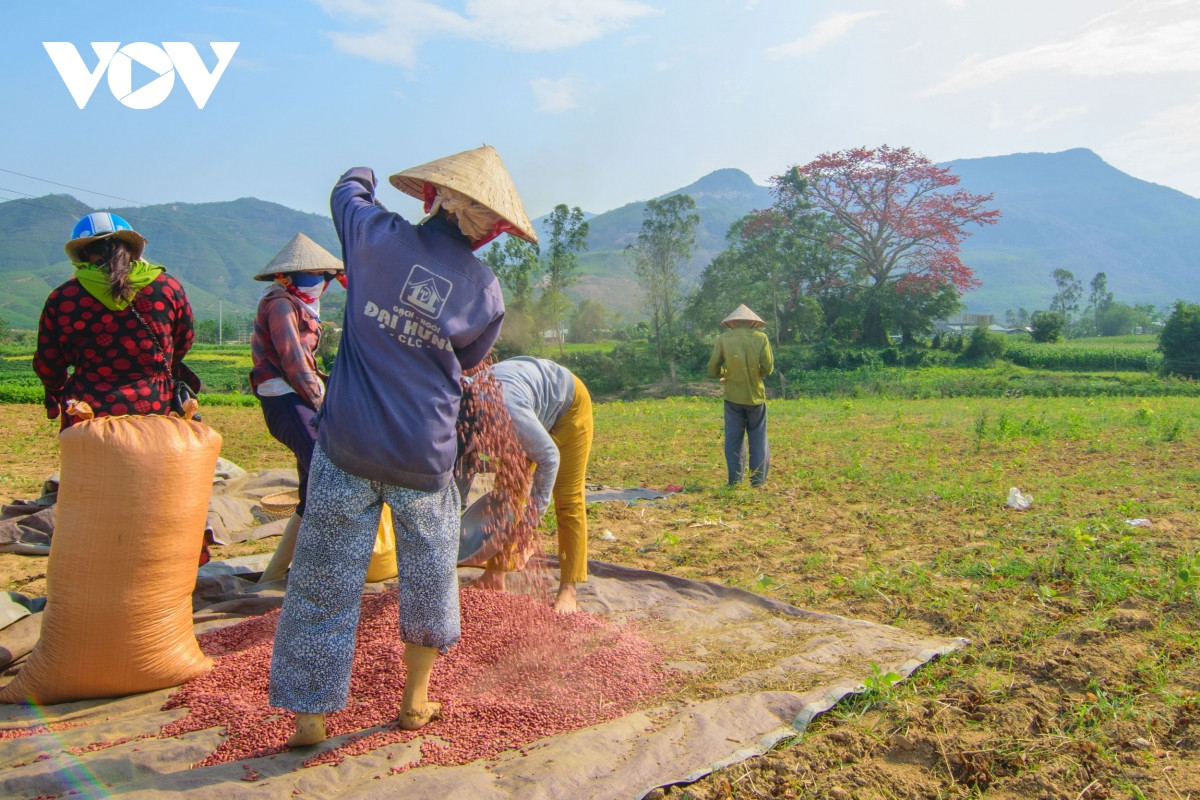 Những lúc ra đồng dưới cái nắng gay gắt thì cây gạo là nơi che bóng mát cho người dân nghỉ giải lao sau thời gian mệt nhọc.
