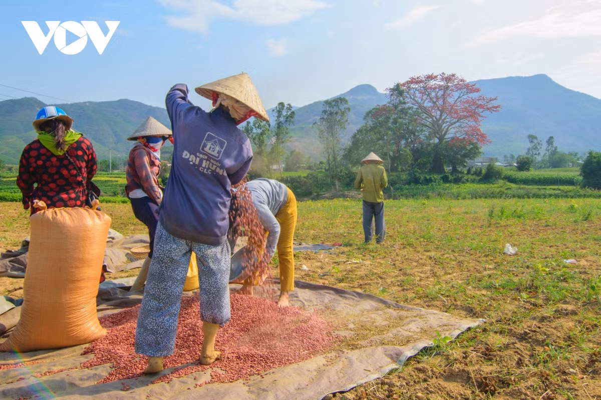 Những lúc ra đồng dưới cái nắng gay gắt thì cây gạo là nơi che bóng mát cho người dân nghỉ giải lao sau thời gian mệt nhọc.