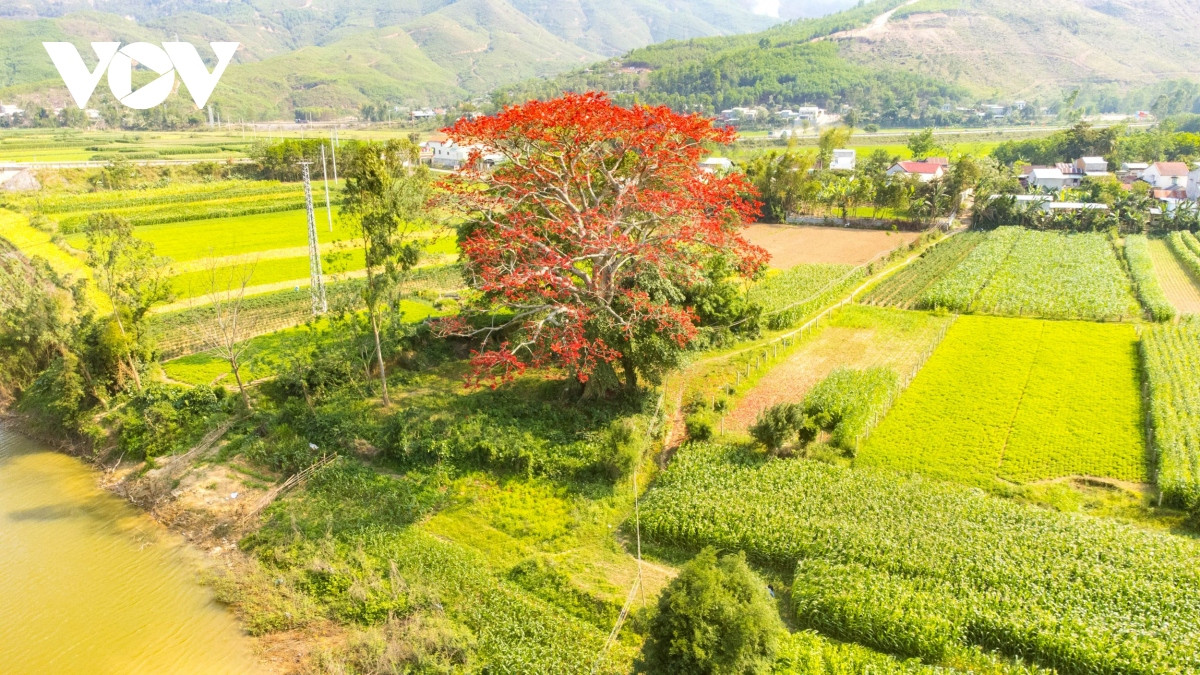 Tháng 3 hàng năm, hoa Gạo bung nở với màu đỏ nổi bật giữa bãi bồi sông Vu Gia.