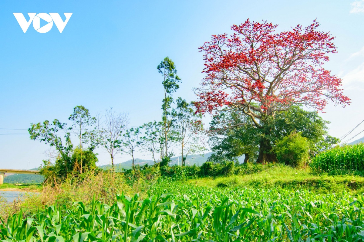 Những người cao niên trong làng cho biết, khi họ đến đây, cây gạo này đã có rồi và không biết cây hoa gạo này đã tồn tại ở đây được bao lâu, có thể là hàng trăm năm.