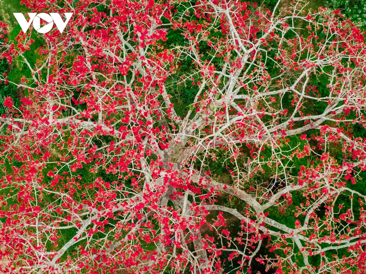 Tán hoa gạo xòe rộng giữa bãi bồi sông Vu Gia.