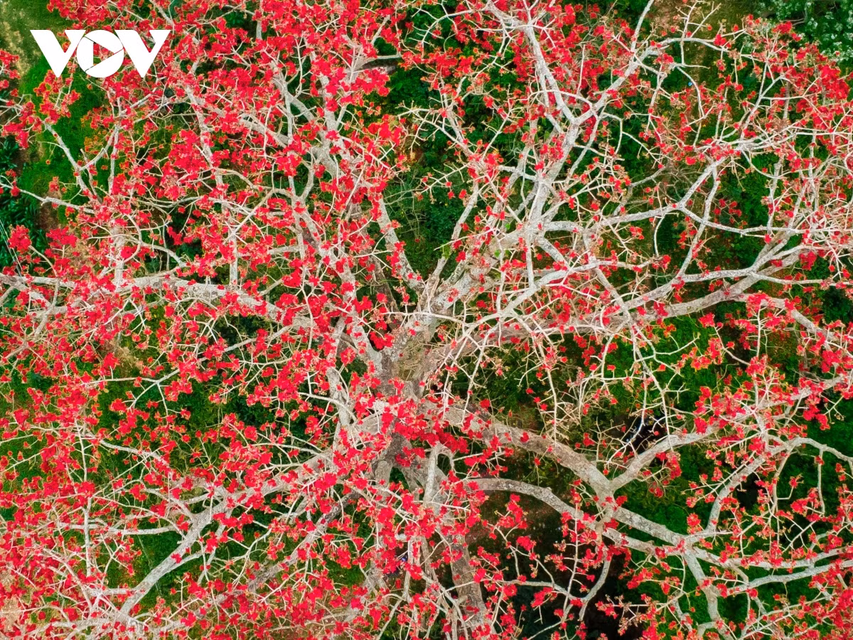 Tán hoa gạo xòe rộng giữa bãi bồi sông Vu Gia.