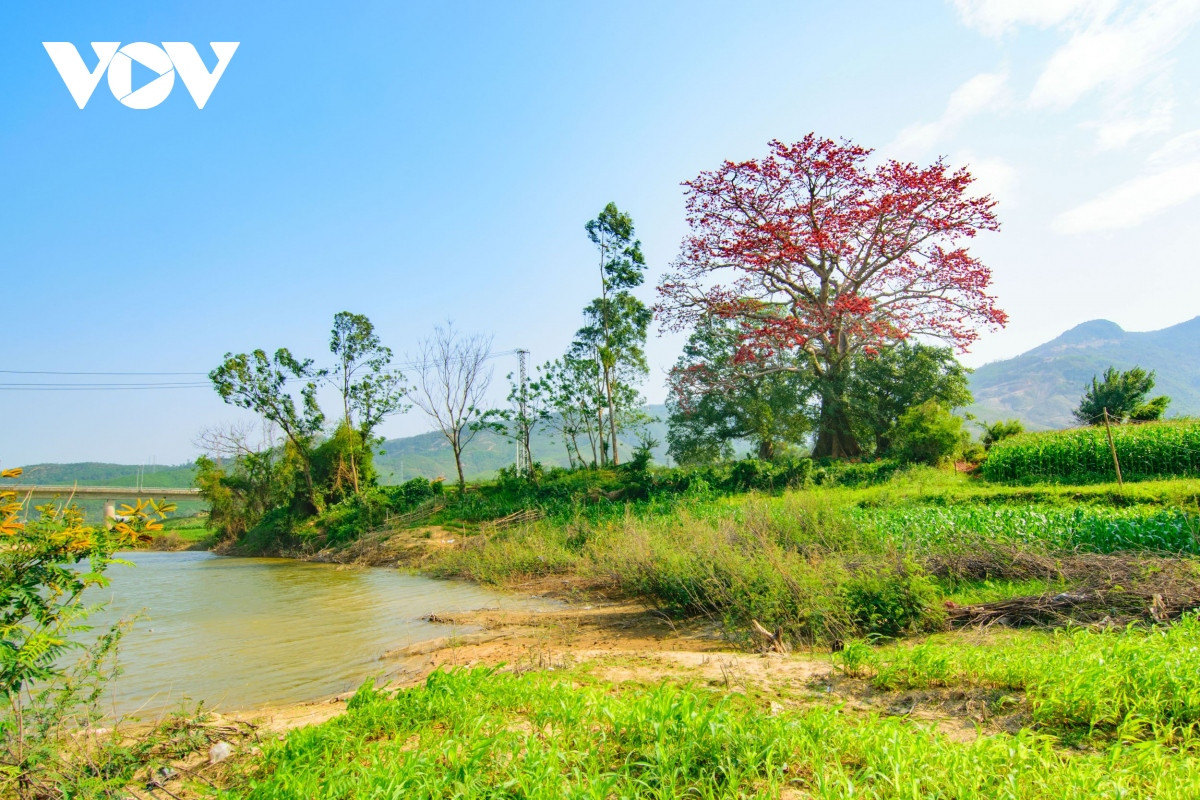 Đẹp ngỡ ngàng cây Gạo cổ thụ nở hoa giữa bãi bồi sông Vu Gia