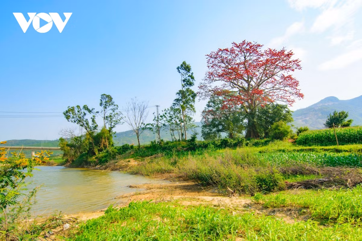 Đẹp ngỡ ngàng cây Gạo cổ thụ nở hoa giữa bãi bồi sông Vu Gia