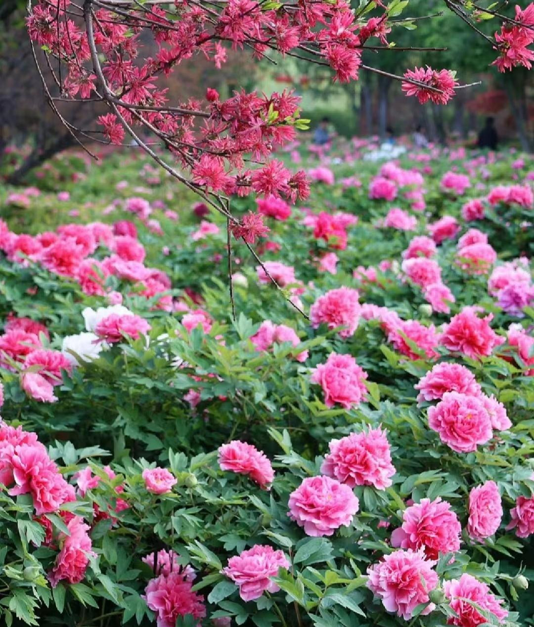 Người xưa nói: "Nhà có ngũ phúc, càng sống lâu càng thoải mái" - Hình 3 Nguoi xua noi: