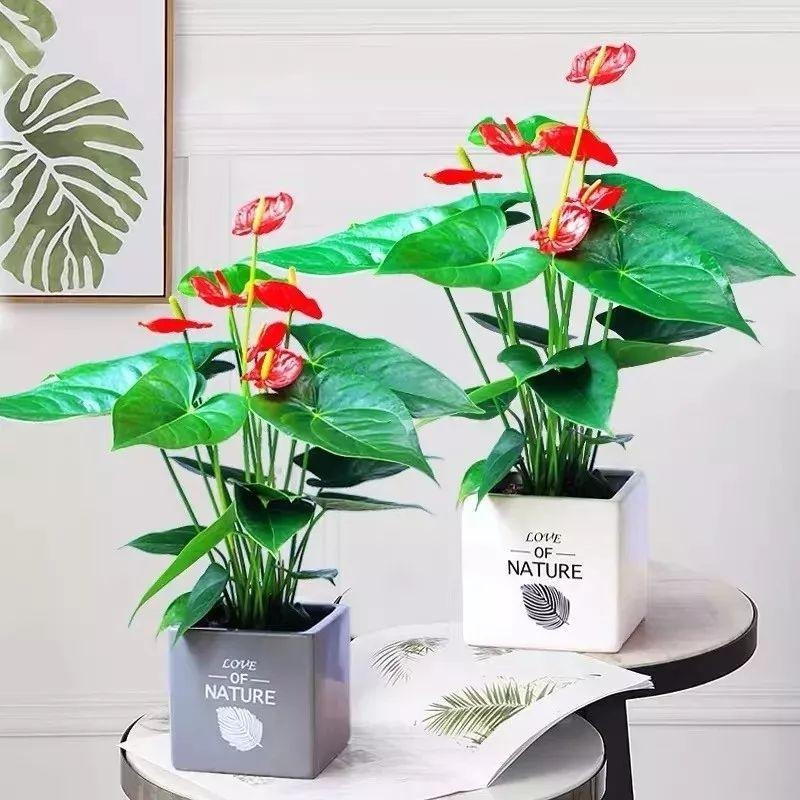 Người xưa nói: "Nhà có ngũ phúc, càng sống lâu càng thoải mái" - Hình 10 Nguoi xua noi: