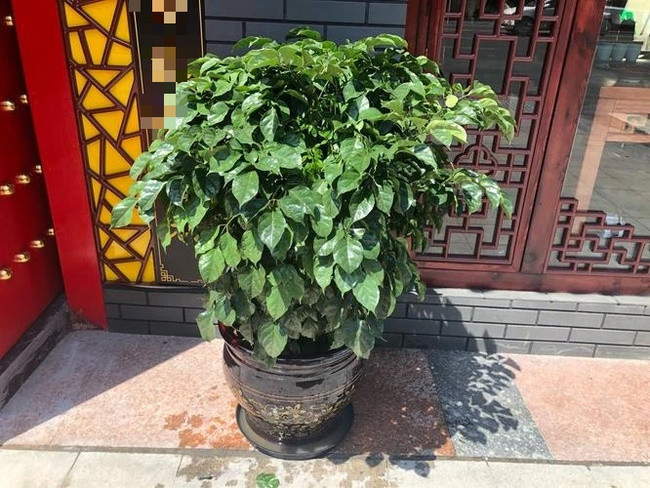 Tuy nhiên, môi trường ở lối ra vào thường tối, cây xanh sẽ phát triển không tốt, có thể gây vàng lá, héo úa, thậm chí bị chết. Điều này không chỉ ảnh hưởng đến diện mạo ngôi nhà mà cây xanh chết sẽ sinh ra một lượng lớn vi khuẩn, tác động tiêu cực đến môi trường gia đình và sức khỏe con người. 