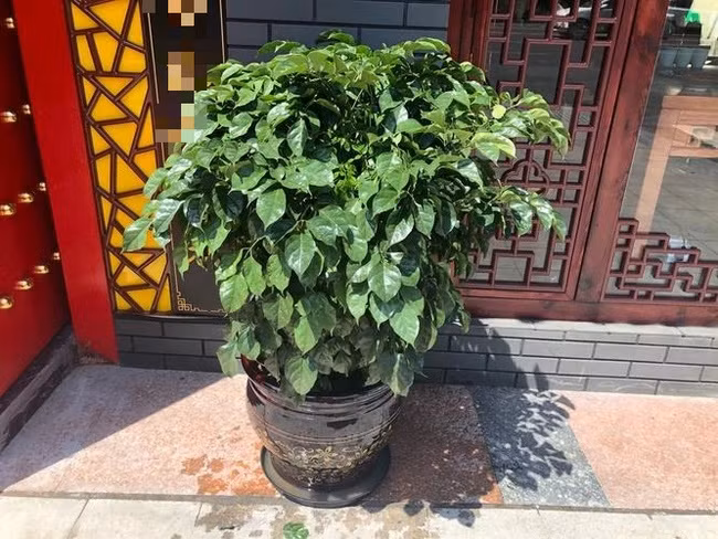 Tuy nhiên, môi trường ở lối ra vào thường tối, cây xanh sẽ phát triển không tốt, có thể gây vàng lá, héo úa, thậm chí bị chết. Điều này không chỉ ảnh hưởng đến diện mạo ngôi nhà mà cây xanh chết sẽ sinh ra một lượng lớn vi khuẩn, tác động tiêu cực đến môi trường gia đình và sức khỏe con người. 