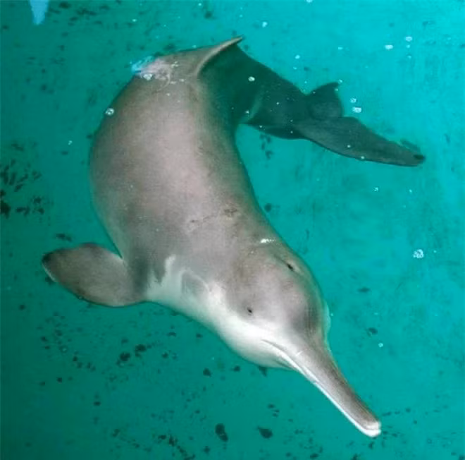 Nhieu loai mac cung mot loai benh truoc khi tuyet chung-Hinh-9