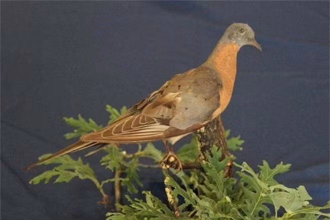 Nhieu loai mac cung mot loai benh truoc khi tuyet chung-Hinh-6