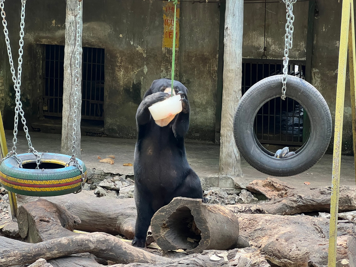 Gấu đứng bằng 2 chân sau, 2 chân trước cầm cây kem để ăn dễ dàng hơn.