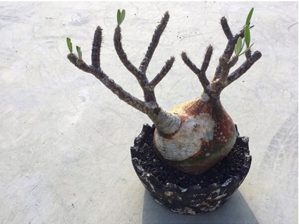 5 loài thực vật mang vẻ đẹp khó cưỡng nhất thế gian - Hình 3 5 loai thuc vat mang ve dep kho cuong nhat the gian-Hinh-3