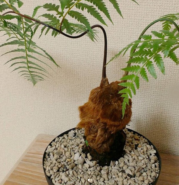 5 loài thực vật mang vẻ đẹp khó cưỡng nhất thế gian - Hình 2 5 loai thuc vat mang ve dep kho cuong nhat the gian-Hinh-2