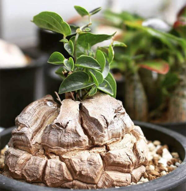 5 loài thực vật mang vẻ đẹp khó cưỡng nhất thế gian - Hình 4 5 loai thuc vat mang ve dep kho cuong nhat the gian-Hinh-4