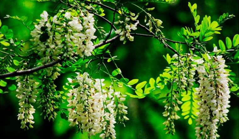  8. Cây hòe: Cây hòe (Sophora japonica) là cây bóng râm có vóc dáng khá lớn, có thể cao tối đa tận 15m khi trưởng thành. Nụ hoa có màu vàng, khi nở chuyển thành màu trắng ngà, mùi thơm, vị hơi đắng và đây là một loại dược liệu quý, chữa được nhiều bệnh như chống viêm, cầm máu, mỡ máu, làm mát cơ thể,… 