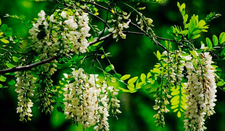  8. Cây hòe: Cây hòe (Sophora japonica) là cây bóng râm có vóc dáng khá lớn, có thể cao tối đa tận 15m khi trưởng thành. Nụ hoa có màu vàng, khi nở chuyển thành màu trắng ngà, mùi thơm, vị hơi đắng và đây là một loại dược liệu quý, chữa được nhiều bệnh như chống viêm, cầm máu, mỡ máu, làm mát cơ thể,… 