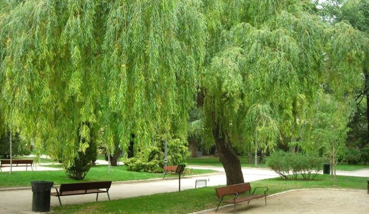  7. Cây liễu: Người xưa dặn: "Trước trồng dâu, sau không trồng liễu", đó là vì cây liễu có quan hệ mật thiết với Tiết Thanh Minh. Người ta thường trồng liễu để tưởng nhớ tổ tiên, do đó, cây liễu thuộc về phần âm vì thế là loại cây dẫn dụ âm khí đến ngôi nhà. 