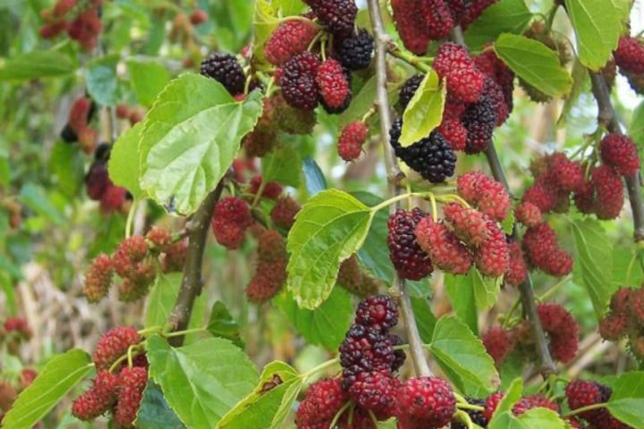  Ngoài ra, dâu tằm khi ra quả có vị ngọt, dễ thu hút các loài chim, côn trùng, chuột và kiến, sẽ ảnh hưởng xấu đến môi trường trong nhà. Quả ngọt rụng "nhuộm màu" đen kịt khắp nơi cũng khiến chúng ta khó khăn trong việc dọn sân. Do đó, người xưa khuyên không nên trồng dâu tằm trong sân. 